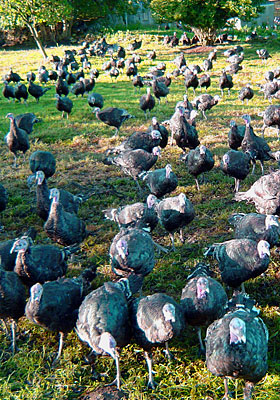 grazing free range turkeys