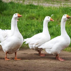 geese grazing in a field