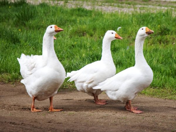 W E Botterill & Son Ltd | free range goose