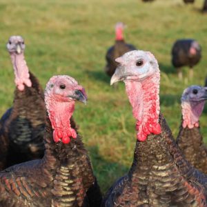 turkeys grazing in a field